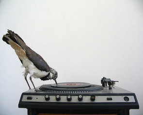 Stuffed bird as record player